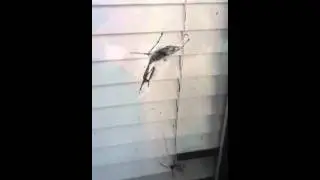 Praying mantis vs spider 2