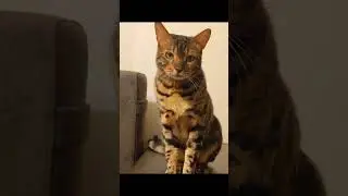 #бенгал #бенгальскаякошка #кот