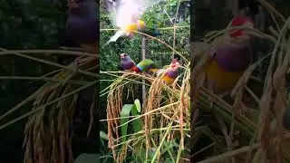 beautiful parrot