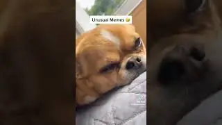 Memes I found on Discord 9 #shorts #meme