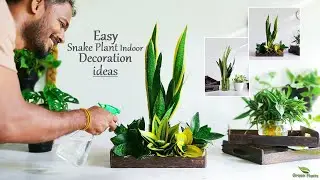Snake Plant Tabletop Decoration & Arrangement Ideas | Indoor Snake Plants Decor//GREEN PLANTS