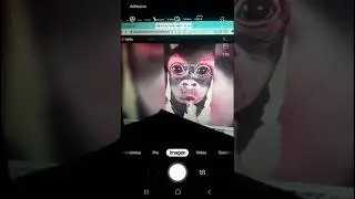 mi titere reacciona a videos grasiosos