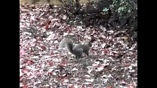 Squirrel in the backyard