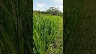 kondisi padi hibrida || SUPPADI 56 #shorts