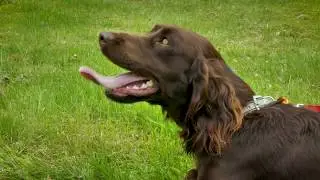 Kennel Tapiontassu