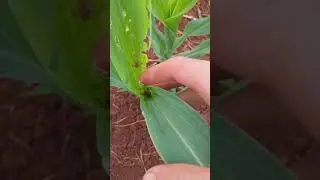 Importância da aplicação antecipada na cultura do milho!!!