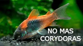 NOTICIA: Cambiaron a las corydoras