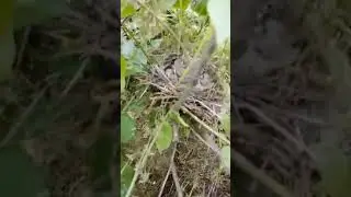 Бійці ЗСУ та пташенята