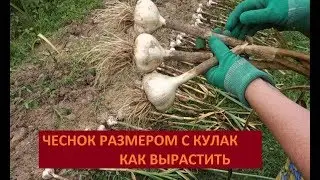 ЧЕСНОК РАЗМЕРОМ С КУЛАК-  КАК ВЫРАСТИТЬ