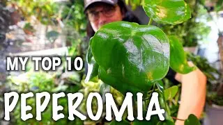 [Plant Tito ng Japan] PEPEROMIA TOP 10 COLLECTION CARE TIPS-HOW
