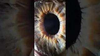 Bismillah1