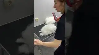 Сколько шерсти у кота?