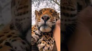Jaguar BOOP