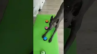 Xolo dog and speaking buttons