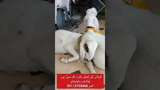 Bakry For Sale