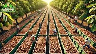 Walnuts Mega Factory: Millions of Tons Walnut Processing Factory