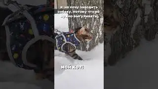 #бенгал #бенгальскаякошка #кот