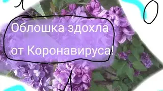 £годик канальчиГу£