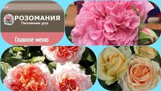 Обзор посылки с розами из питомника 