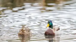 Enten #1