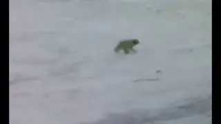 Песец)))