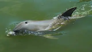 Dolphin Research Center, Grassy Key Florida | Beautiful Drone Footage