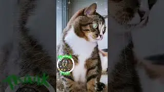 СМЕШНЫЕ КОШКИ / ПРИКОЛЫ С КОШКАМИ