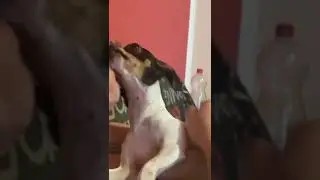 Реакция Дэни на ласку