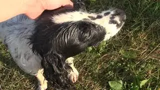 Воложка. Спаниель купается.