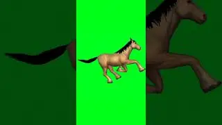 Golden horse running green screen video 