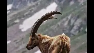stambecchi marmotte gipeti nel parco del gran paradiso