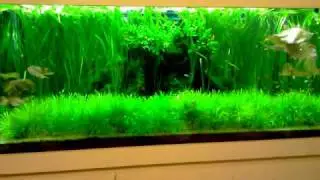 5ft Planted Tank May10 01
