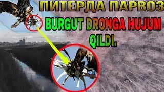Дрон & бургут (дрон тезлиги 260км/ч ) . Питерда парвоз янги сони. Ajoyib sarguzash.