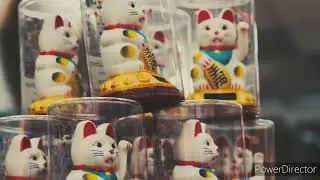 white 🤍🐻‍❄️ cat vedios