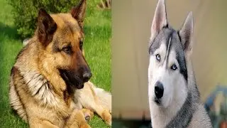TOP 10 MOST DANGEROUS DOGS IN THE WORLD 2016