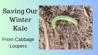 Saving Our Winter Kale!