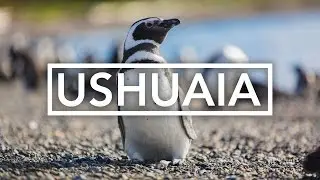 Pinguin-Vergnügen in Ushuaia mit viventura