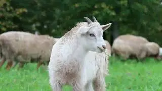 Джеймс Ласт Одинокий пастух