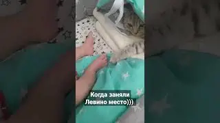 Заняли место кота)))