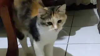kucing itu gesit dan energik