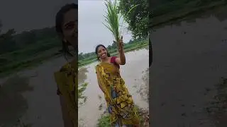 ડાંગર my village #viralvideos #shorts #shortvideos