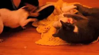 Dog and Cat Tug o' War