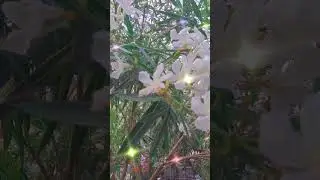 Флора и фауна Сочи/Адлер/Flora and fauna of Sochi/Adler