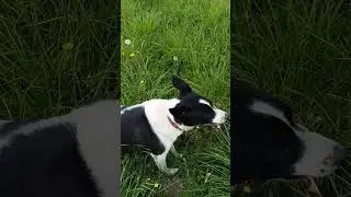 Откуда кости? #собака #юмор #приколы