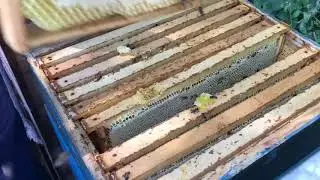 Бджільництво України 2018. Друга викачка соняшникового меду. (пчеловодство, качка меда)