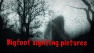 Bigfoot Sighthings Photos