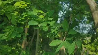A3sthetic  Godong 🌿