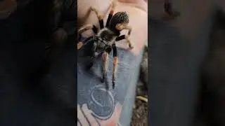 handling a tarantula b.baugartini #shortsvideo