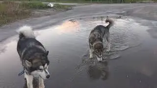 Лужу мимо не пройдут, наше имя-Маламут