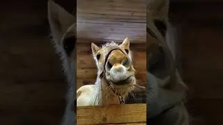 Любопытная носопырка 😄 